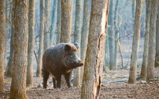 Flash Sécurité : Animaux Sauvages